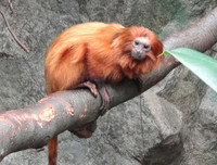 [ẢNH] Vài loài động vật nhỏ và quý hiếm bậc nhất thế giới