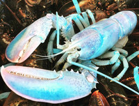 [ẢNH] Vài loài động vật nhỏ và quý hiếm bậc nhất thế giới