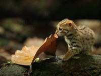 [ẢNH] Vài loài động vật nhỏ và quý hiếm bậc nhất thế giới