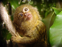 [ẢNH] Vài loài động vật nhỏ và quý hiếm bậc nhất thế giới