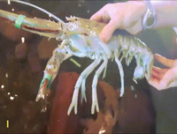 [ẢNH] Vài loài động vật nhỏ và quý hiếm bậc nhất thế giới