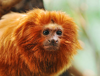 [ẢNH] Vài loài động vật nhỏ và quý hiếm bậc nhất thế giới