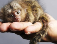 [ẢNH] Vài loài động vật nhỏ và quý hiếm bậc nhất thế giới