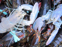 [ẢNH] Vài loài động vật nhỏ và quý hiếm bậc nhất thế giới