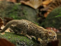 [ẢNH] Vài loài động vật nhỏ và quý hiếm bậc nhất thế giới