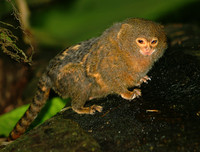 [ẢNH] Vài loài động vật nhỏ và quý hiếm bậc nhất thế giới