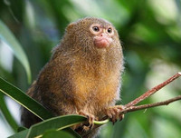 [ẢNH] Vài loài động vật nhỏ và quý hiếm bậc nhất thế giới