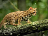 [ẢNH] Vài loài động vật nhỏ và quý hiếm bậc nhất thế giới