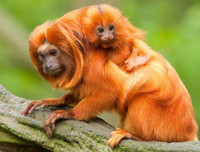 [ẢNH] Vài loài động vật nhỏ và quý hiếm bậc nhất thế giới