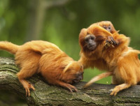 [ẢNH] Vài loài động vật nhỏ và quý hiếm bậc nhất thế giới