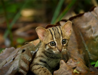 [ẢNH] Vài loài động vật nhỏ và quý hiếm bậc nhất thế giới