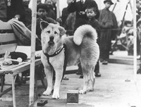 [ẢNH] Điểm danh những chú chó 