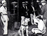 [ẢNH] Điểm danh những chú chó 