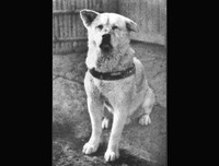 [ẢNH] Điểm danh những chú chó 