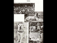 [ẢNH] Điểm danh những chú chó 