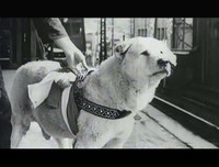 [ẢNH] Điểm danh những chú chó 