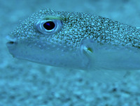 [ẢNH] Khám phá những 