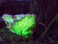 [ẢNH] Bất ngờ trước khả năng tự phát sáng của một số loài sinh vật