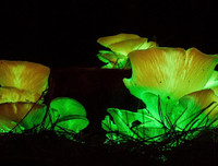 [ẢNH] Bất ngờ trước khả năng tự phát sáng của một số loài sinh vật