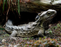 [ẢNH] Top những động vật sống 