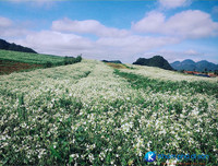 [ẢNH] 9 địa điểm du lịch ở Mộc Châu 