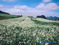 [ẢNH] 9 địa điểm du lịch ở Mộc Châu 