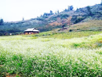 [ẢNH] 9 địa điểm du lịch ở Mộc Châu 