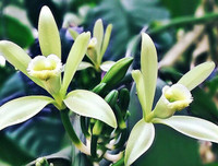 [ẢNH] Top 6 loại gia vị 