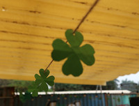 Những khoảnh khắc màu xanh độc đáo trong lễ hội cổ truyền Ireland tổ chức tại Hà Nội