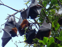 [ẢNH] Những đặc sản 