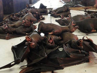 [ẢNH] Những đặc sản 