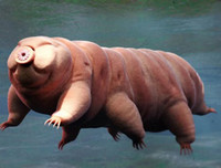 [ẢNH] Top 5 loài động vật 