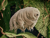 [ẢNH] Top 5 loài động vật 