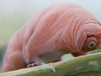 [ẢNH] Top 5 loài động vật 