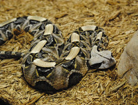 [ẢNH] Top 10 loài rắn cực độc, nguy hiểm nhất hành tinh