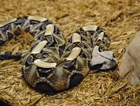 [ẢNH] Top 10 loài rắn cực độc, nguy hiểm nhất hành tinh