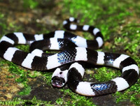 [ẢNH] Top 10 loài rắn cực độc, nguy hiểm nhất hành tinh