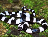 [ẢNH] Top 10 loài rắn cực độc, nguy hiểm nhất hành tinh