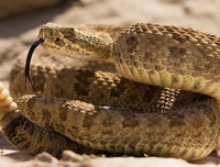 [ẢNH] Top 10 loài rắn cực độc, nguy hiểm nhất hành tinh