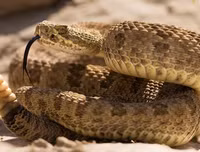 [ẢNH] Top 10 loài rắn cực độc, nguy hiểm nhất hành tinh