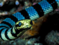 [ẢNH] Top 10 loài rắn cực độc, nguy hiểm nhất hành tinh