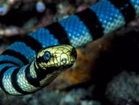 [ẢNH] Top 10 loài rắn cực độc, nguy hiểm nhất hành tinh