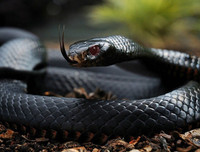 [ẢNH] Top 10 loài rắn cực độc, nguy hiểm nhất hành tinh