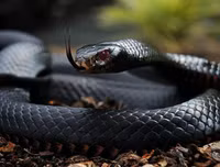 [ẢNH] Top 10 loài rắn cực độc, nguy hiểm nhất hành tinh