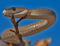 [ẢNH] Top 10 loài rắn cực độc, nguy hiểm nhất hành tinh