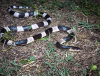 [ẢNH] Top 10 loài rắn cực độc, nguy hiểm nhất hành tinh