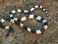 [ẢNH] Top 10 loài rắn cực độc, nguy hiểm nhất hành tinh