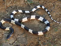 [ẢNH] Top 10 loài rắn cực độc, nguy hiểm nhất hành tinh