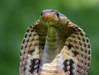 [ẢNH] Top 10 loài rắn cực độc, nguy hiểm nhất hành tinh