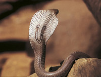 [ẢNH] Top 10 loài rắn cực độc, nguy hiểm nhất hành tinh